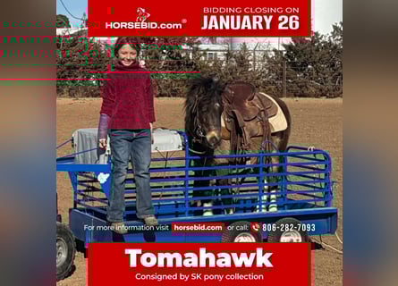 Meer ponys/kleine paarden, Ruin, 6 Jaar, 109 cm