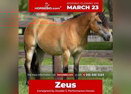 Meer ponys/kleine paarden, Ruin, 6 Jaar, 132 cm, Falbe