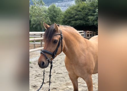 Meer ponys/kleine paarden Mix, Ruin, 6 Jaar, 143 cm, Falbe
