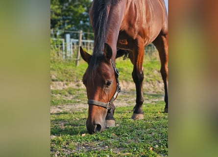 Meer ponys/kleine paarden, Ruin, 6 Jaar, 146 cm, Bruin