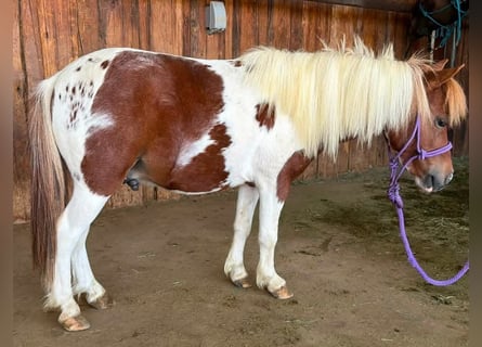 Meer ponys/kleine paarden, Ruin, 6 Jaar, 84 cm, Gevlekt-paard