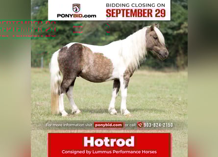 Meer ponys/kleine paarden, Ruin, 6 Jaar, 97 cm, Gevlekt-paard