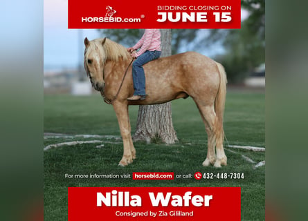 Meer ponys/kleine paarden, Ruin, 6 Jaar, Palomino