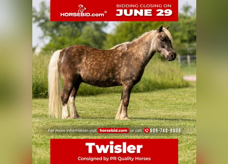 Meer ponys/kleine paarden, Ruin, 7 Jaar, 102 cm