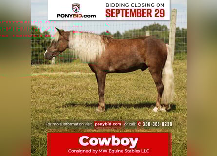 Meer ponys/kleine paarden, Ruin, 7 Jaar, 107 cm