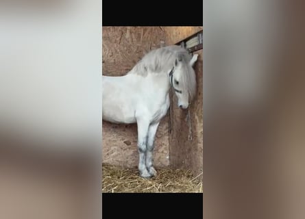 Meer ponys/kleine paarden, Ruin, 7 Jaar, 125 cm, Schimmel