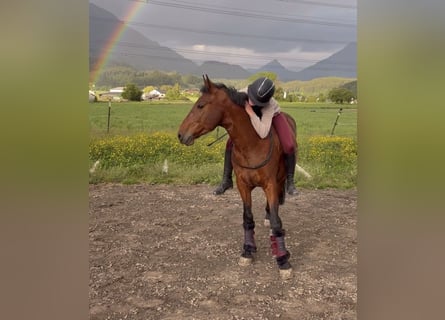 Meer ponys/kleine paarden, Ruin, 7 Jaar, 145 cm, Bruin