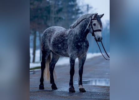 Meer ponys/kleine paarden, Ruin, 7 Jaar, 148 cm, Appelschimmel