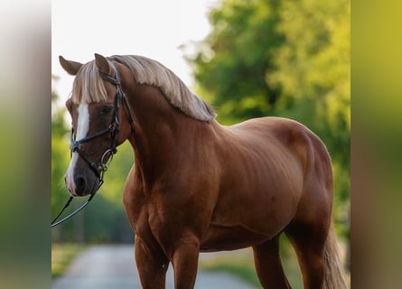 Meer ponys/kleine paarden, Ruin, 7 Jaar, 150 cm, Vos