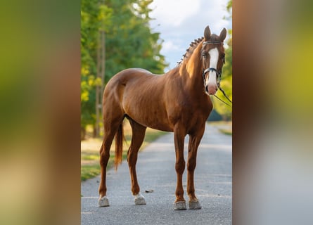 Meer ponys/kleine paarden, Ruin, 7 Jaar, 150 cm, Vos