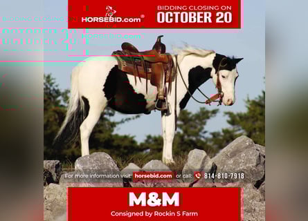 Meer ponys/kleine paarden, Ruin, 8 Jaar, 112 cm, Gevlekt-paard