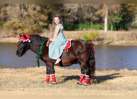Meer ponys/kleine paarden, Ruin, 8 Jaar, 112 cm, Zwart