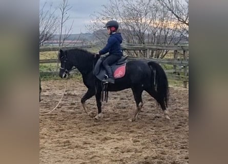 Meer ponys/kleine paarden, Ruin, 8 Jaar, 126 cm, Zwart