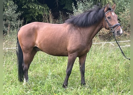 Meer ponys/kleine paarden, Ruin, 8 Jaar, 145 cm, Bruin