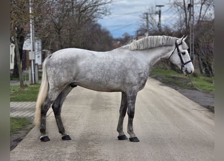 Meer ponys/kleine paarden, Ruin, 8 Jaar, 153 cm, Appelschimmel