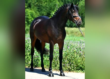 Meer ponys/kleine paarden, Ruin, 8 Jaar, 155 cm, Bruin