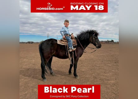Meer ponys/kleine paarden, Ruin, 8 Jaar, Zwart
