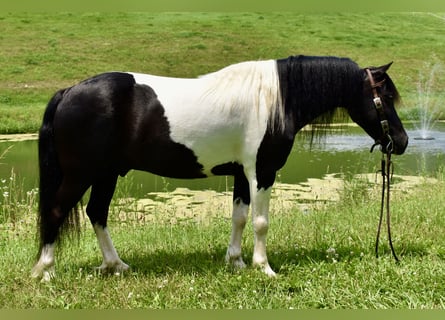 Meer ponys/kleine paarden, Ruin, 9 Jaar, 112 cm, Gevlekt-paard