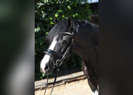 Meer ponys/kleine paarden, Ruin, 9 Jaar, 135 cm, Gevlekt-paard