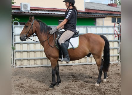 Meer ponys/kleine paarden, Ruin, 9 Jaar, 144 cm, Lichtbruin