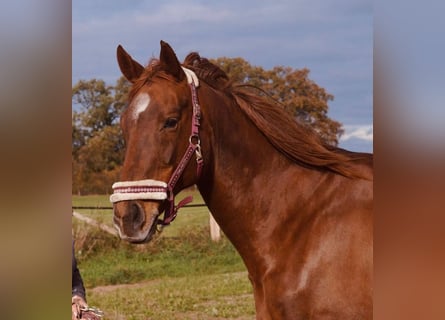 Meer volbloeden, Merrie, 16 Jaar, 168 cm, Vos