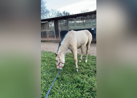 Meer volbloeden, Merrie, 1 Jaar, 160 cm, Falbe