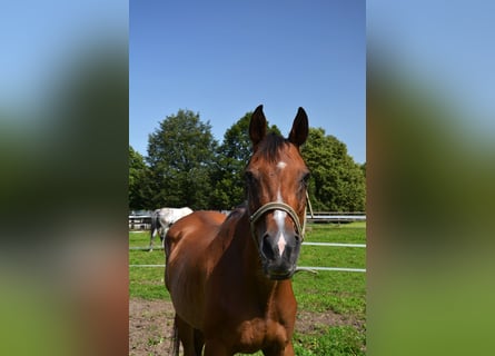 Meer volbloeden, Merrie, 20 Jaar, 170 cm, Bruin