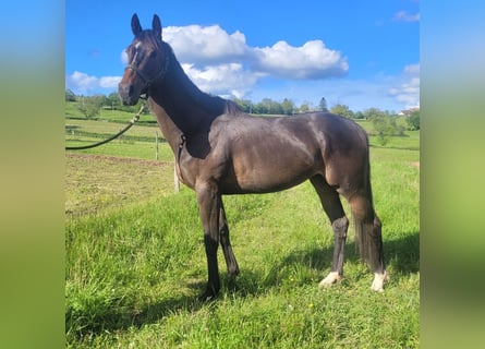 Meer volbloeden, Merrie, 5 Jaar, 163 cm, Donkerbruin