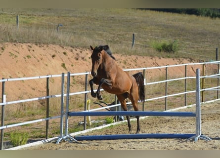 Meer volbloeden, Merrie, 6 Jaar, 163 cm, Donkerbruin