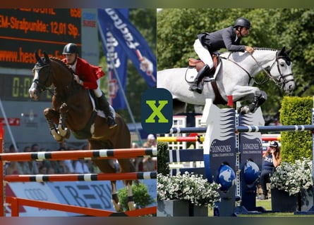 Meer warmbloeden, Onbekend, Embryo