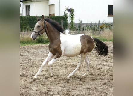 Meer warmbloeden, Hengst, 1 Jaar, 168 cm, Gevlekt-paard