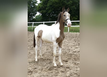 Meer warmbloeden, Hengst, 1 Jaar, 170 cm, Gevlekt-paard