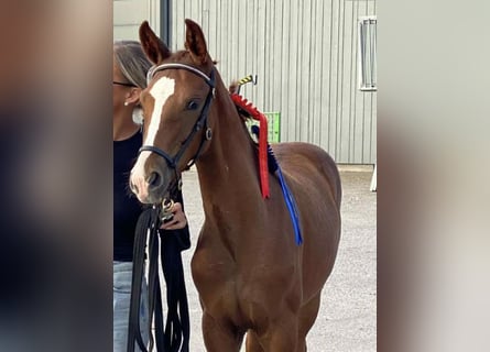 Meer warmbloeden, Hengst, 1 Jaar, 170 cm, Vos