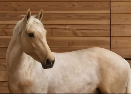 Meer warmbloeden, Hengst, 3 Jaar, 165 cm, Palomino