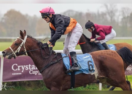 Meer warmbloeden, Hengst, 4 Jaar, 155 cm, Roodbruin