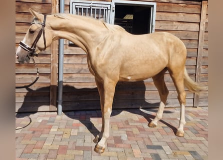 Meer warmbloeden, Hengst, 4 Jaar, 165 cm, Palomino