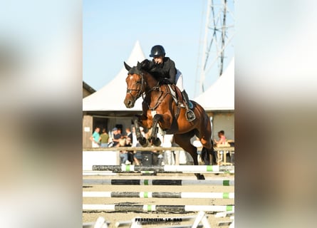 Meer warmbloeden, Hengst, 5 Jaar, 167 cm, Bruin