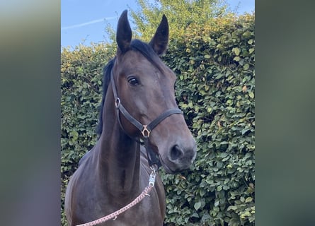 Meer warmbloeden, Merrie, 10 Jaar, 162 cm, Bruin