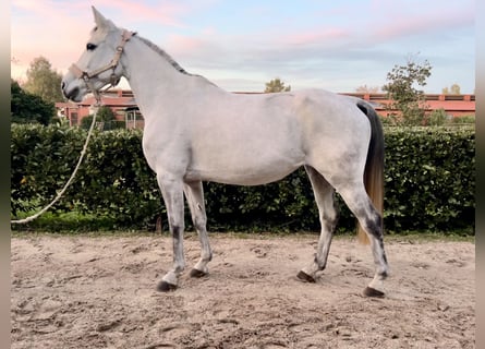 Meer warmbloeden, Merrie, 10 Jaar, Schimmel