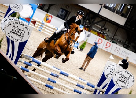 Meer warmbloeden, Merrie, 11 Jaar, 167 cm, Vos