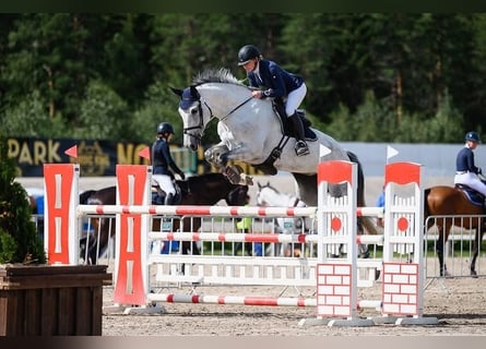 Meer warmbloeden, Merrie, 11 Jaar, 175 cm, Schimmel