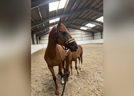 Meer warmbloeden, Merrie, 11 Jaar, Vos