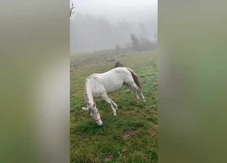 Meer warmbloeden, Merrie, 12 Jaar, 148 cm, Schimmel