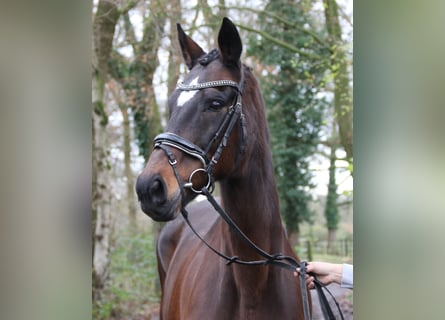 Meer warmbloeden, Merrie, 12 Jaar, 165 cm, Zwartbruin