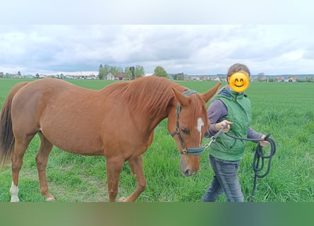 Meer warmbloeden, Merrie, 13 Jaar, 155 cm, Vos