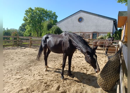 Meer warmbloeden, Merrie, 13 Jaar, 170 cm, Zwart