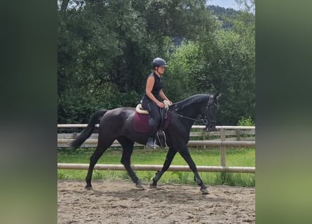 Meer warmbloeden, Merrie, 13 Jaar, 170 cm, Zwart