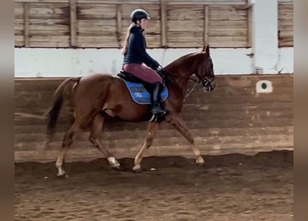 Meer warmbloeden, Merrie, 14 Jaar, 157 cm, Vos