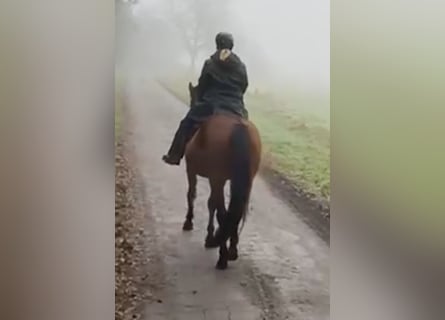 Meer warmbloeden, Merrie, 14 Jaar, 165 cm, Donkerbruin