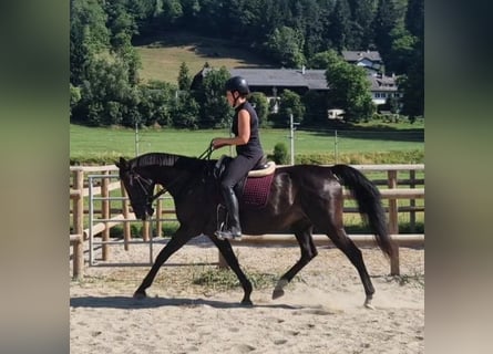 Meer warmbloeden, Merrie, 15 Jaar, 160 cm, Donkerbruin